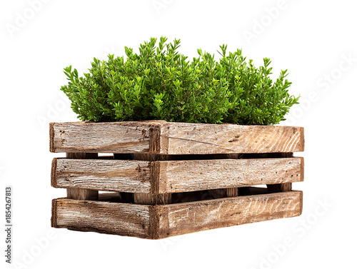 Wooden crate with green plants