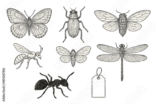 Antique Insect Engravings. Line style icons of antique illustrations: butterfly engraving, beetle sketch, moth diagram, cicada