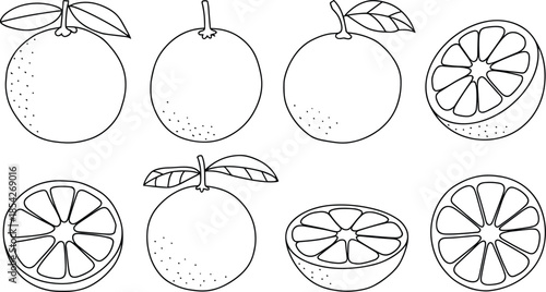 Citrus fruit line drawing, orange sketch, botanical illustration, black and white citrus, sliced orange, whole fruit, leaves, stippling texture