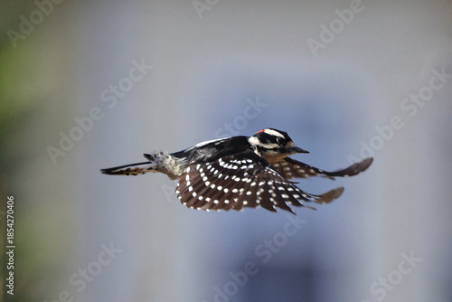 Tableau sur toile Downy woodpecker inflight against blurry background.