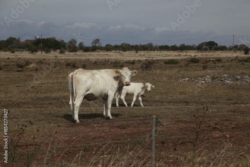 cows in the field
