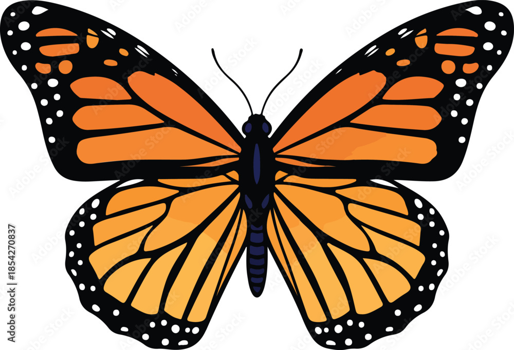 Fototapeta premium Vibrant monarch butterfly vector illustration with intricate orange and black wings, showcasing its iconic natural beauty and distinctive patterns.