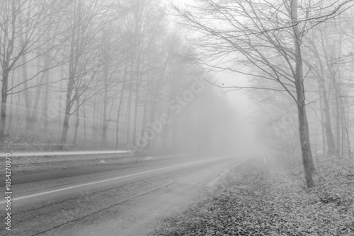 Black and white photograph with the background of a mysterious forest shrouded in winter fog.