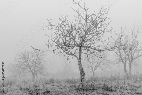 Black and white photograph with the background of a mysterious forest shrouded in winter fog.
