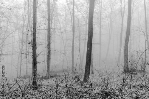 Black and white photograph with the background of a mysterious forest shrouded in winter fog.
