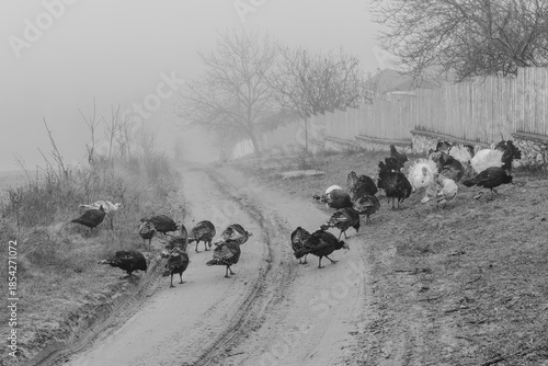 Black and white photograph with the background of a mysterious forest shrouded in winter fog.