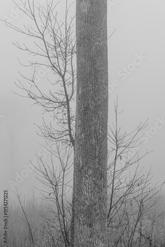 Black and white photograph with the background of a mysterious forest shrouded in winter fog.