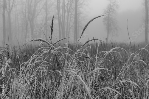 Black and white photograph with the background of a mysterious forest shrouded in winter fog.