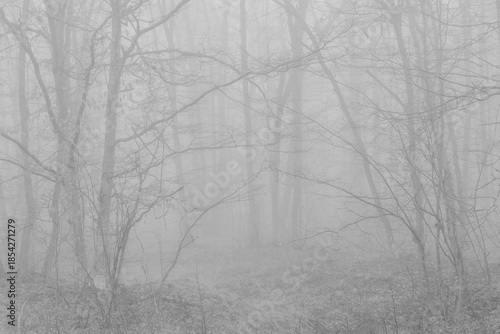 Black and white photograph with the background of a mysterious forest shrouded in winter fog.