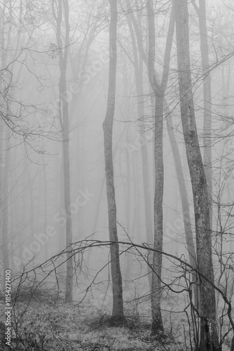 Black and white photograph with the background of a mysterious forest shrouded in winter fog.