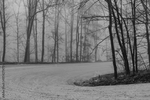 Black and white photograph with the background of a mysterious forest shrouded in winter fog.