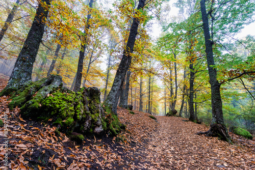 Otoño y muago en el castañar