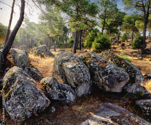 Rocas en el pinar