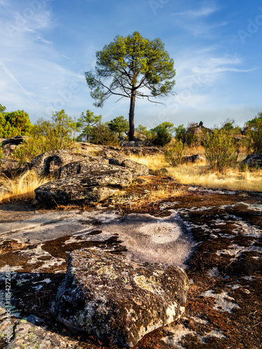 Pino tras las rocas con musgo seco
