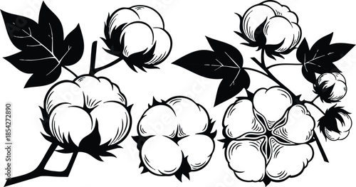 Line art close up cotton plant branch with open bolls and leaves isolated on white background vintage botanical engraving detailed vector clipart decorative black ink illustration