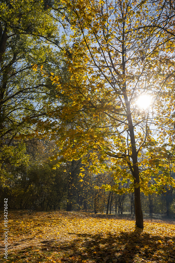 Fototapeta premium ground is completely covered with yellow and orange foliage in a park with maples, tall old maples with yellow foliage during leaf fall in the sunny autumn season