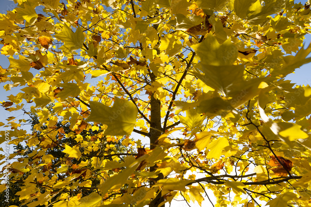 Fototapeta premium bright yellow and orange foliage of the tulip tree in the autumn season, bright weather in the park with beautiful yellow leaves on the branches of the tree, against the clear blue sky