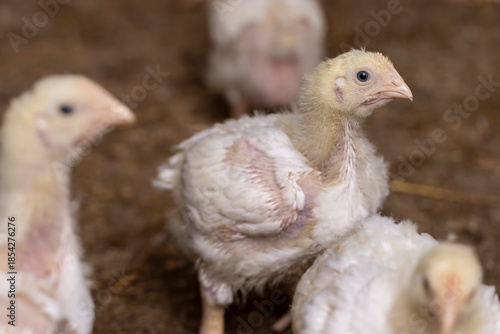 Obraz na płótnie fat chickens in a large industrial enterprise in the field of poultry farming, f