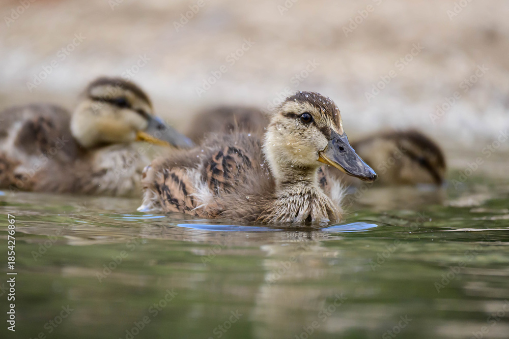 Fototapeta premium Mallard mallard duckling Anas platyrhynchos swimming on a calm lake