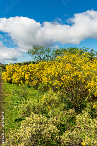 Field full of Senecio brasiliensis in bloom, beautiful yellow flowers - Sao Francisco de Paula, South of Brazil