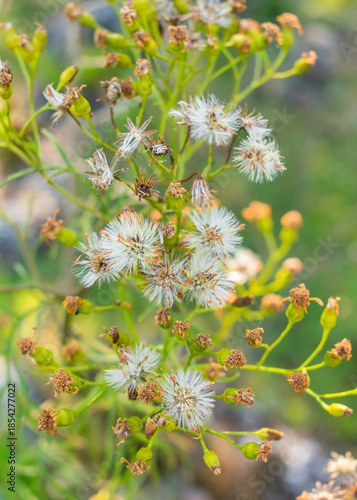 Close-up of Senecio brasiliensis pappus, white feathery seed fibers adapted for wind dispersal  - Sao Francisco de Paula, Brazil