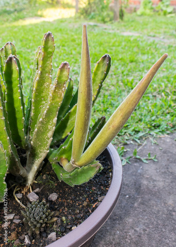 Starfish flower (Stapelia hirsuta) showing elongated seed pods (follicles) on a succulent plant