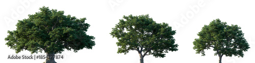 Bild auf Leinwand Set of Quercus petraea (commonly known as the sessile oak, Welsh oak, Cornish oa