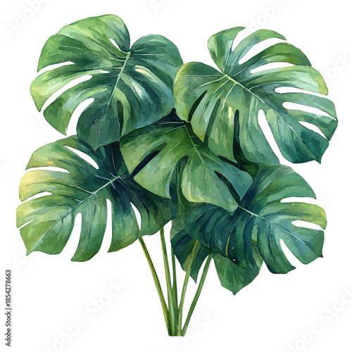 A Monstera Plant, watercolor painting vector, isolated on a white background.