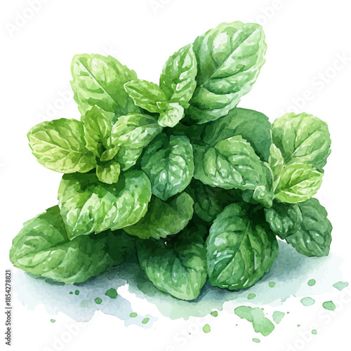 A Mint Plant, watercolor drawing vector, isolated on a white background.