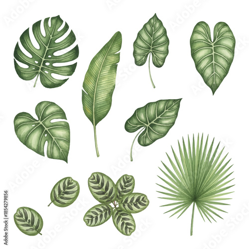 Tropical leaves collection isolated on white. Tropical leaves set includes monstera, palm, banana, calathea. Hand drawn vintage engraving style. Green foliage for jungle nature design.