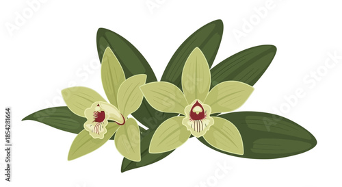 A delicate illustration of green vanilla orchid blossoms and lush leaves
