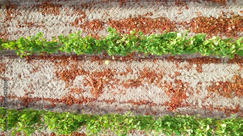 Flying Sideways Over Rows of Grape Vines