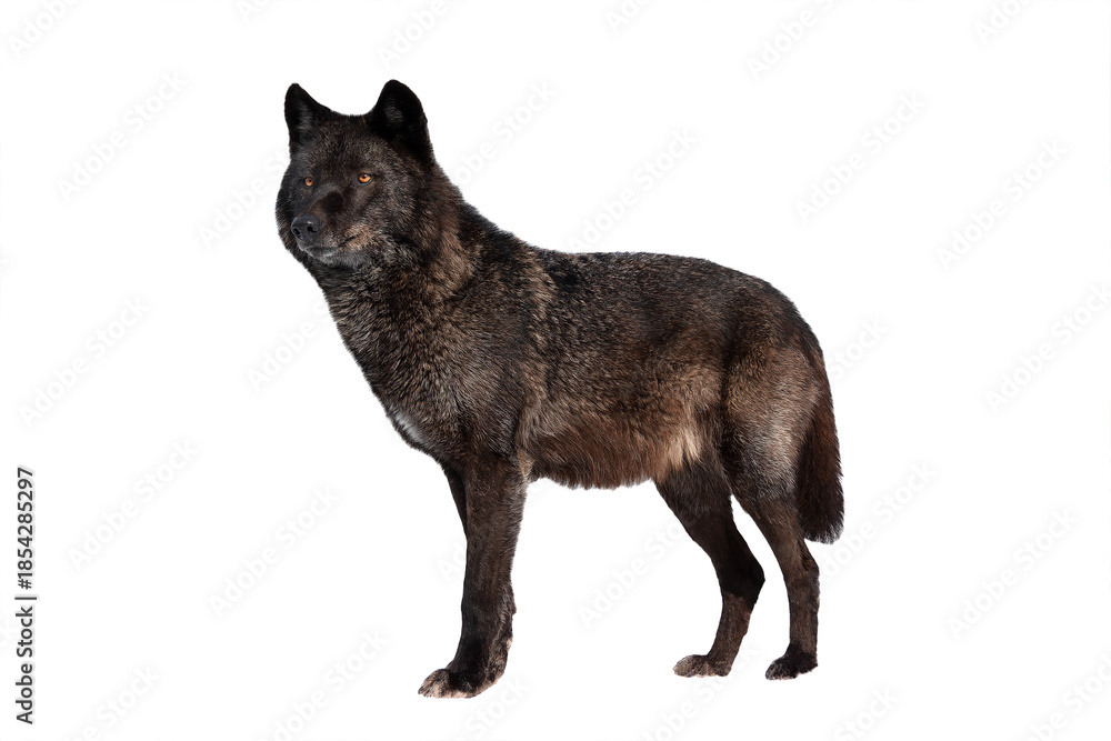Fototapeta premium Canadian black wolf isolated on white background