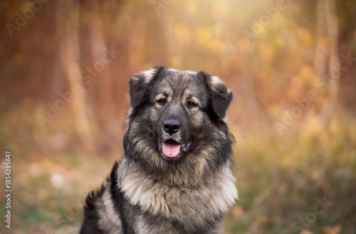 Karst Shepherd dog breed in the autumn time