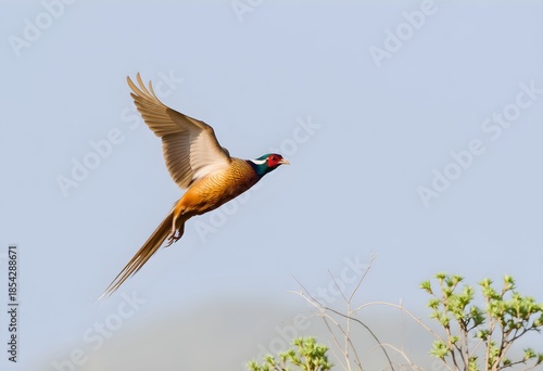 A close up of a Golden Pheasant