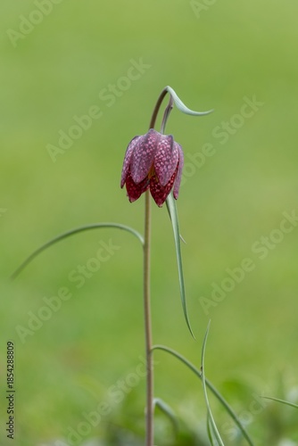 Close up of a purple snakes head fritillary (fritillaria meleagris) flower in bloom