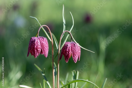 Close up of purple snakes head fritillary (fritillaria meleagris) flowers in bloom