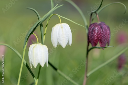 Close up of white snakes head fritillary (fritillaria meleagris) flowers in bloom