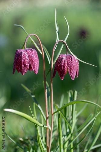 Close up of purple snakes head fritillary (fritillaria meleagris) flowers in bloom