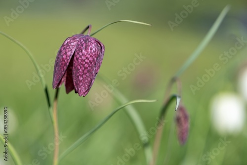 Close up of a purple snakes head fritillary (fritillaria meleagris) flower in bloom