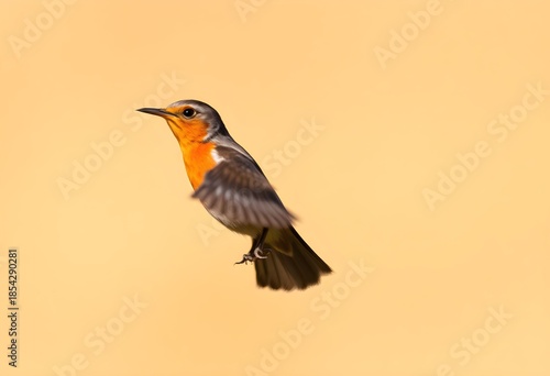 A close up of a Robin