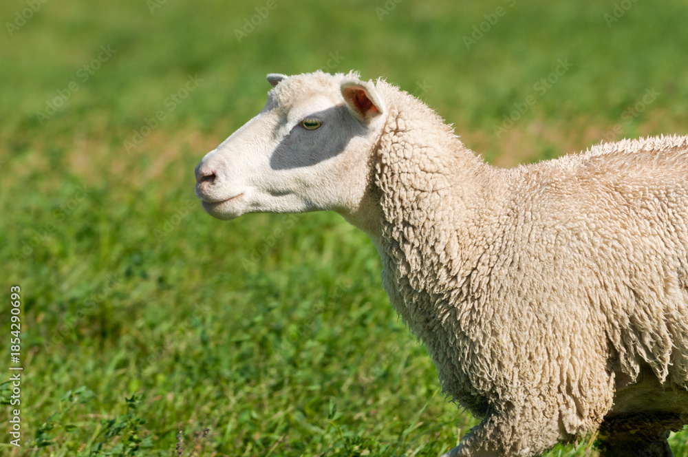 Fototapeta premium Sheep (Ovis aries) Walks Left Against Grass Field Background