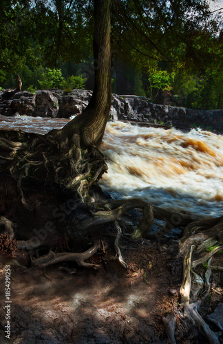 Gnarled Tree Roots and Rushing River