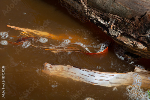 Birch Bark Floats in Northern Minnesota River