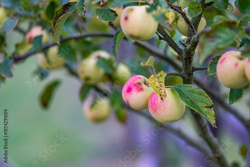 Beautiful green apples blooming on a green apple tree