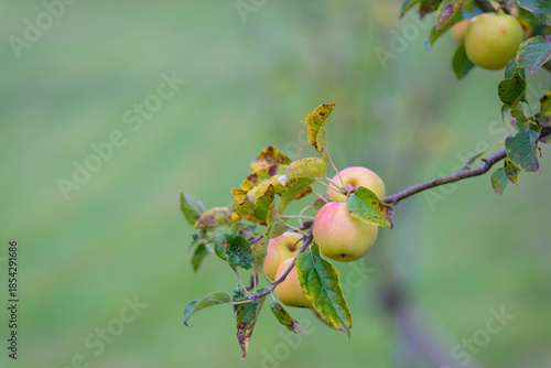 Beautiful green apples blooming on a green apple tree