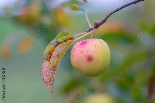 Beautiful green apples blooming on a green apple tree