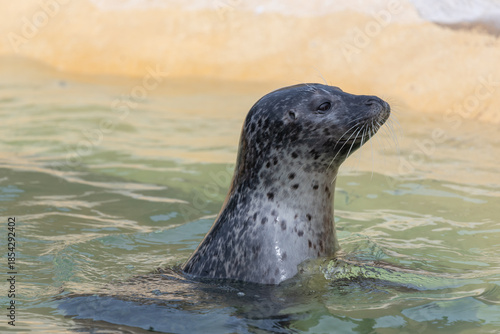 Head shot of a common seal (phoca vitulina) in the water