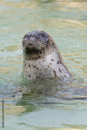 Head shot of a common seal (phoca vitulina) in the water
