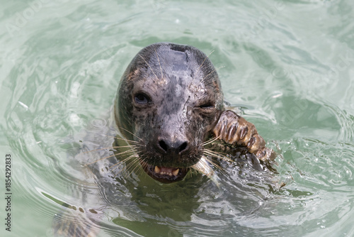 Head shot of a common seal (phoca vitulina) eating a fish